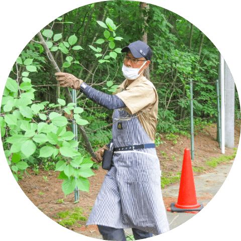 周辺道路の枝切りをする男性社員